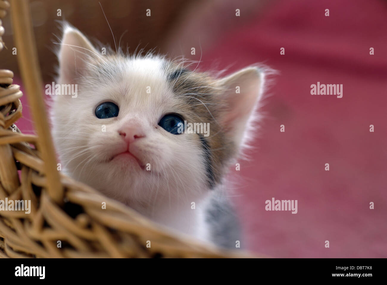 Four weeks old kitten in a basket looking up Stock Photo - Alamy