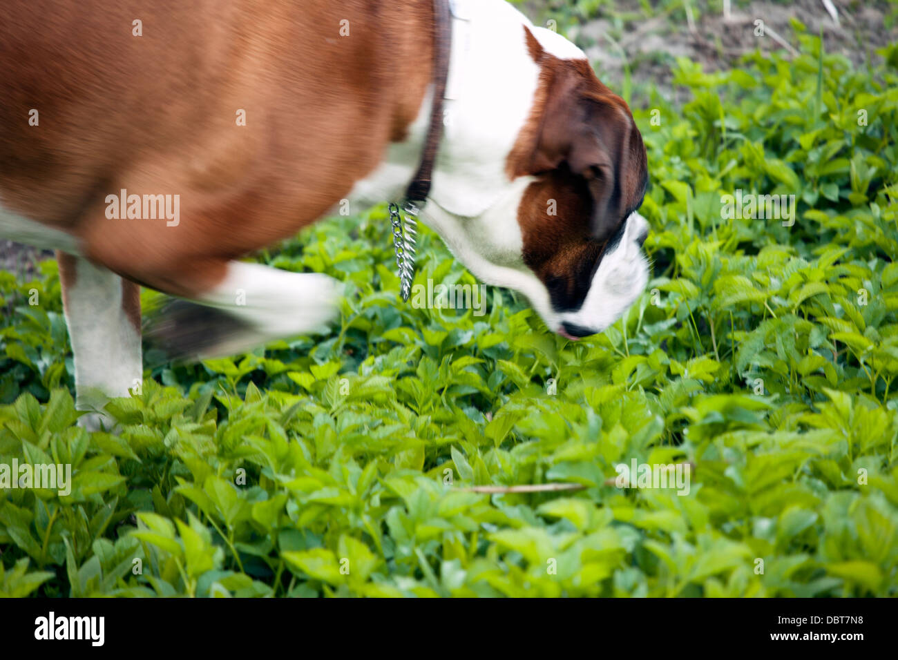 Dog smelling green plants Stock Photo