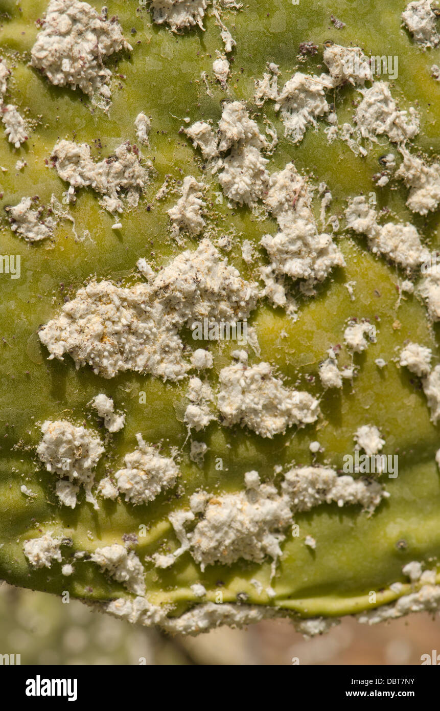 Mealybug (Dactylopius coccus) on prickly pear, (Opuntia ficus-indica) Andalusia, Spain. Stock Photo