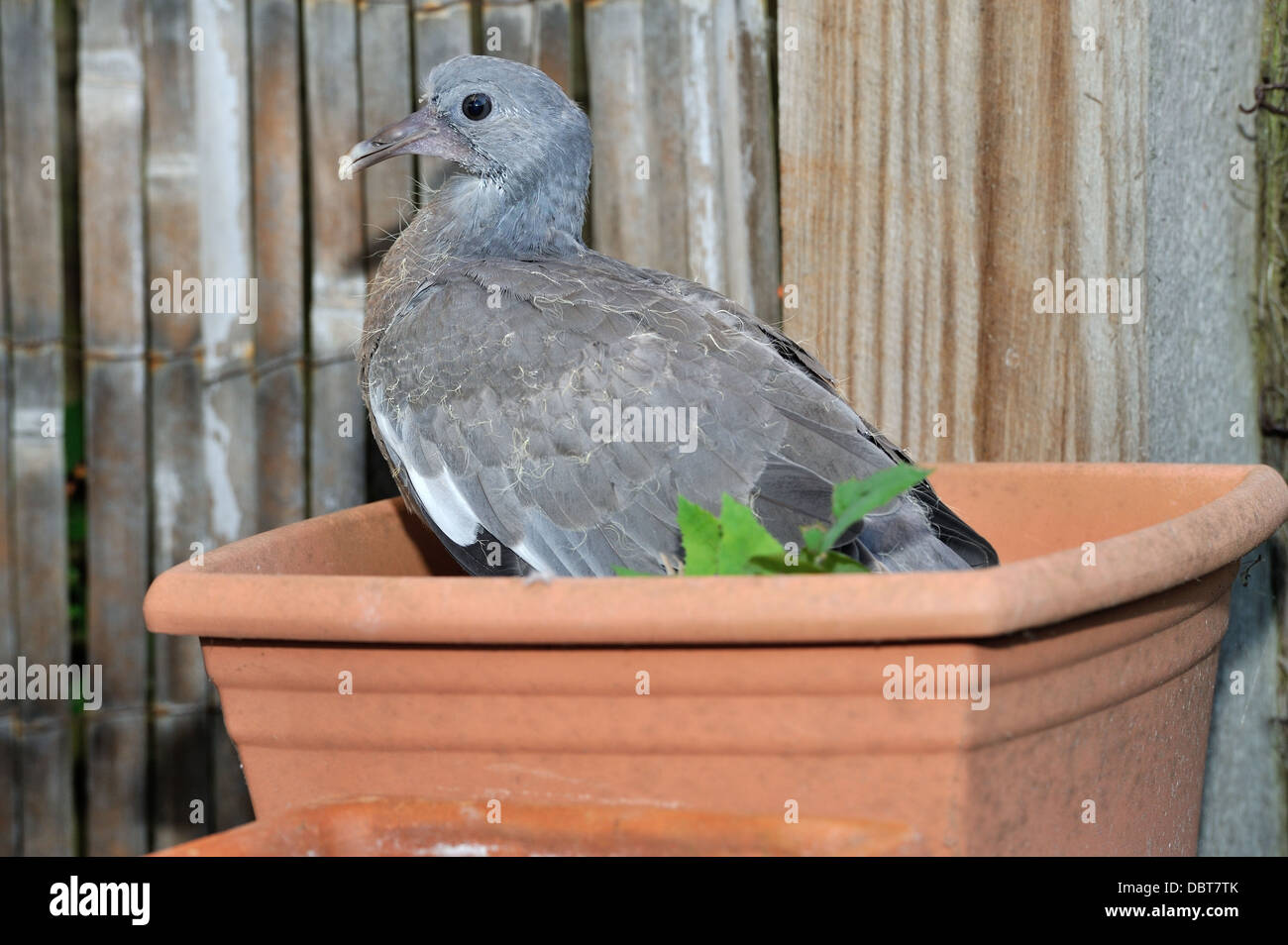 Baby Pigeon in plant pot Stock Photo