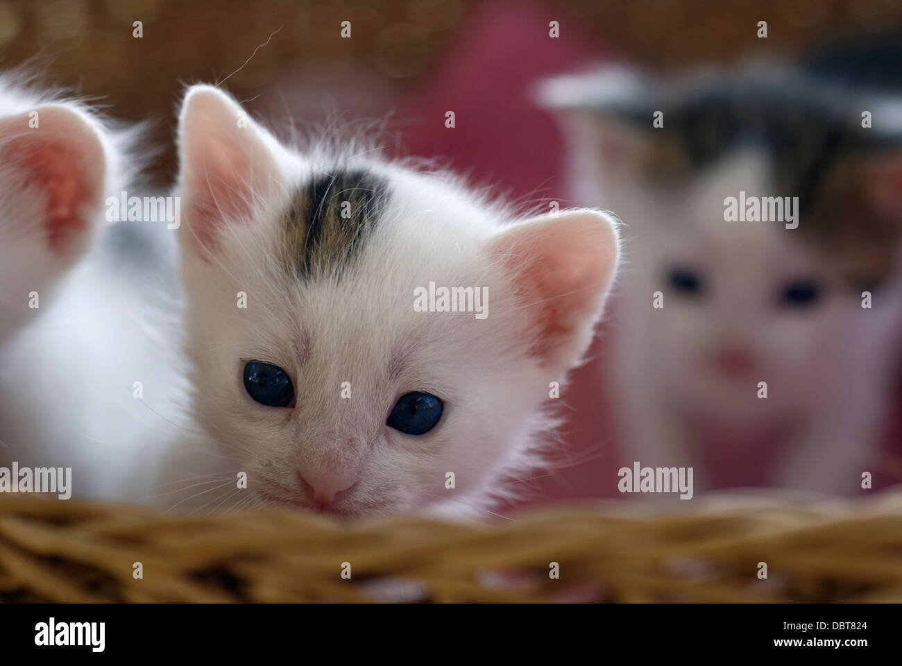 Four weeks old kittens in a basket Stock Photo Alamy