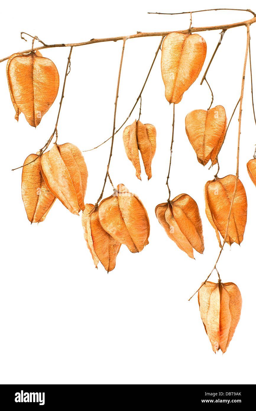 Golden Rain tree seed pods (koelreuteria paniculata) on white