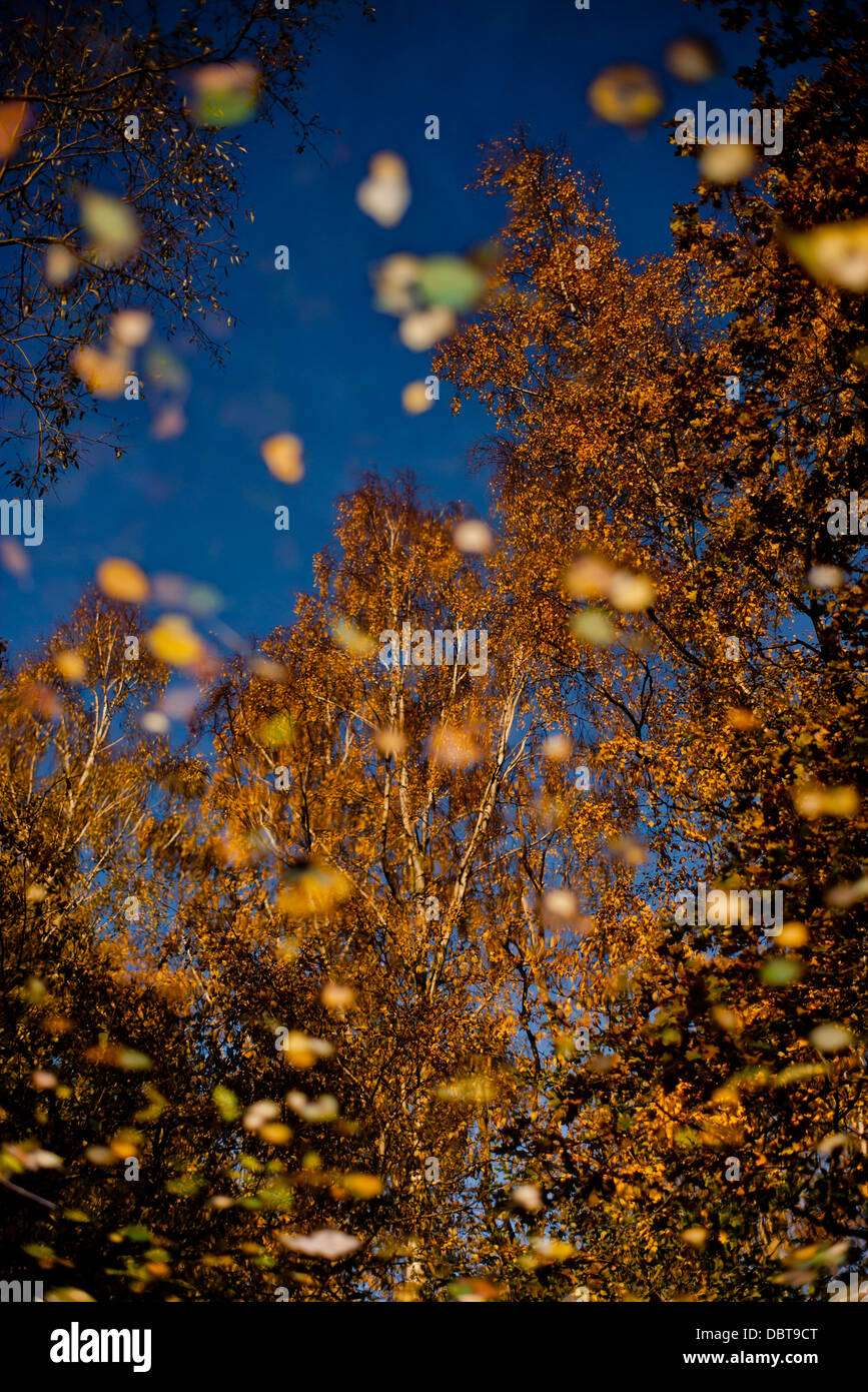 Upward view of trees in autumn Stock Photo