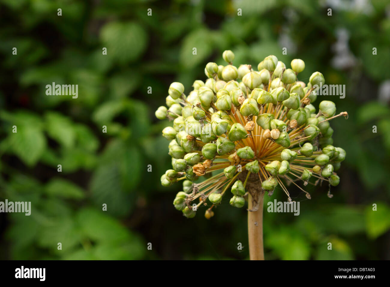 flower seeds with garlic Stock Photo Alamy