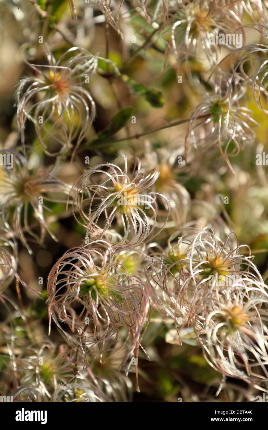 Unidentified plant in Kirstenbosch National Botanical Gardens, Cape Town, South Africa. Stock Photo