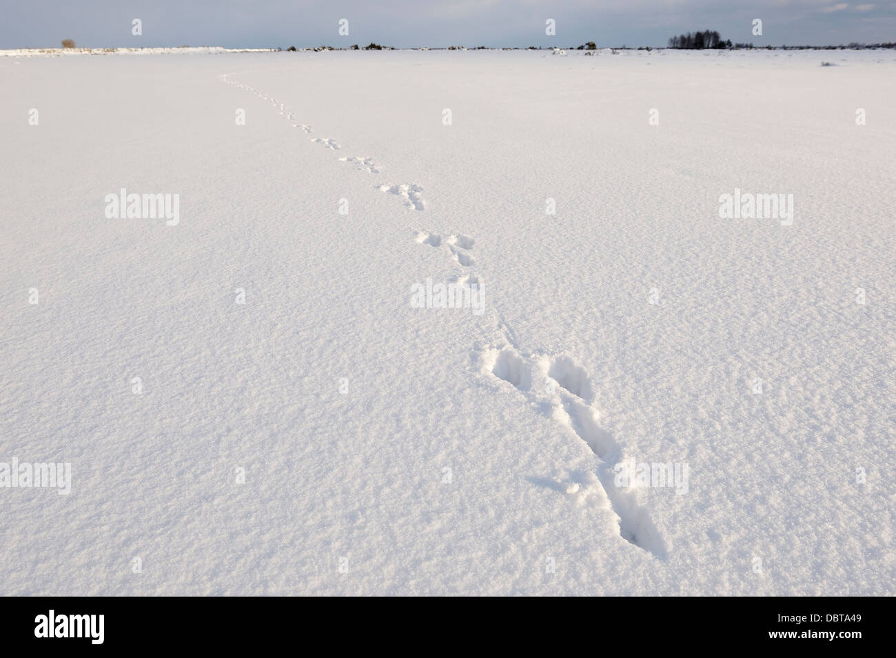 Animal footprints in snow Stock Photo Alamy