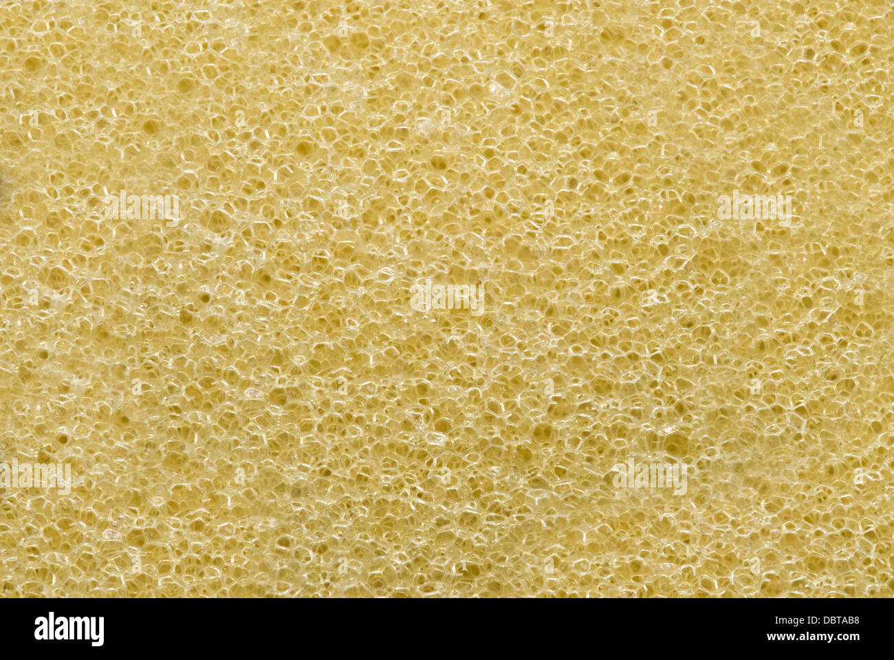 1,782 Yellow Sponges Stock Photos, High-Res Pictures, and Images - Getty  Images