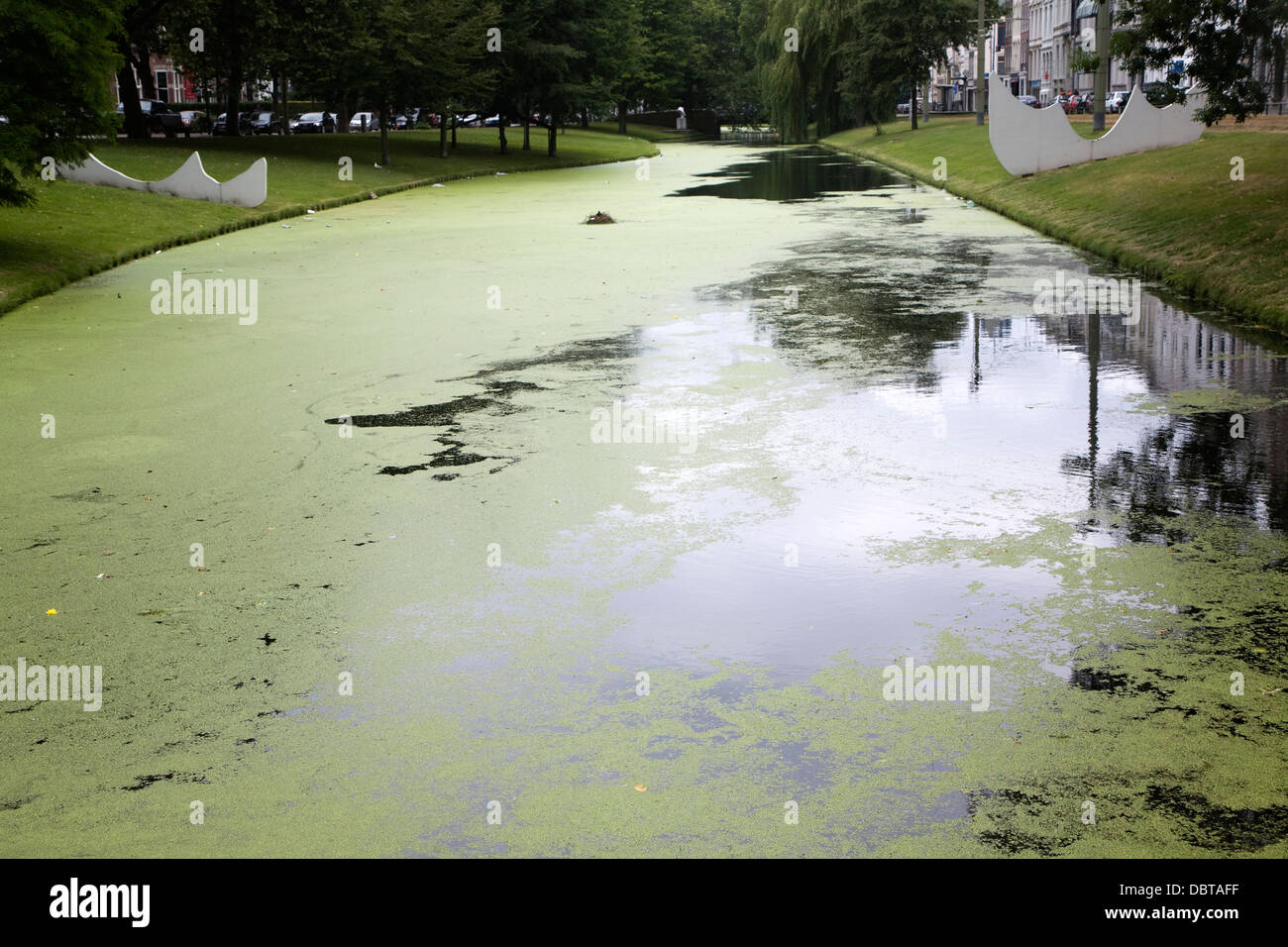 Pond weed eutrophication of canal Rotterdam Netherlands Stock Photo