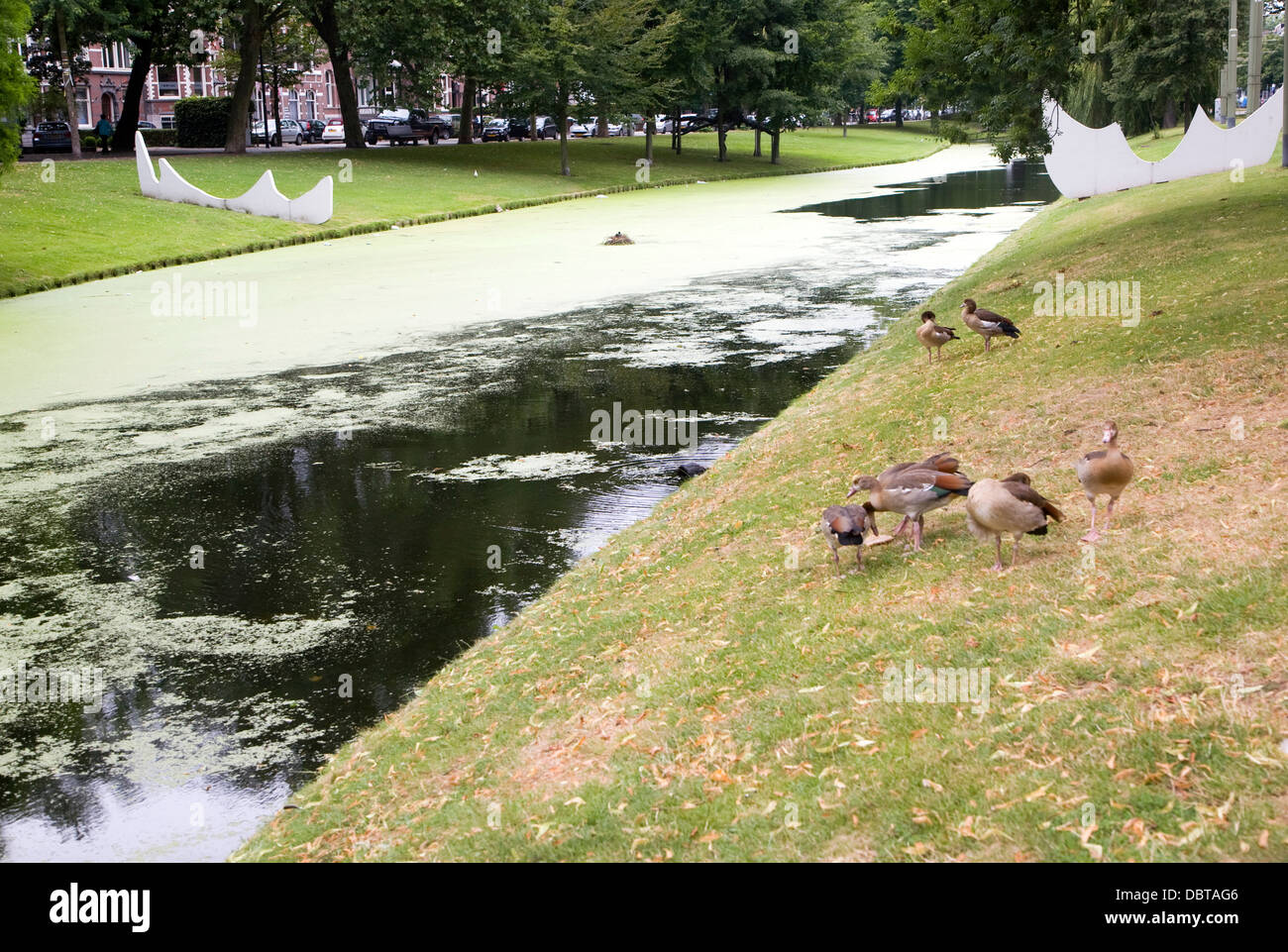 Ducks on grass by canal side Rotterdam city centre Netherlands Stock Photo
