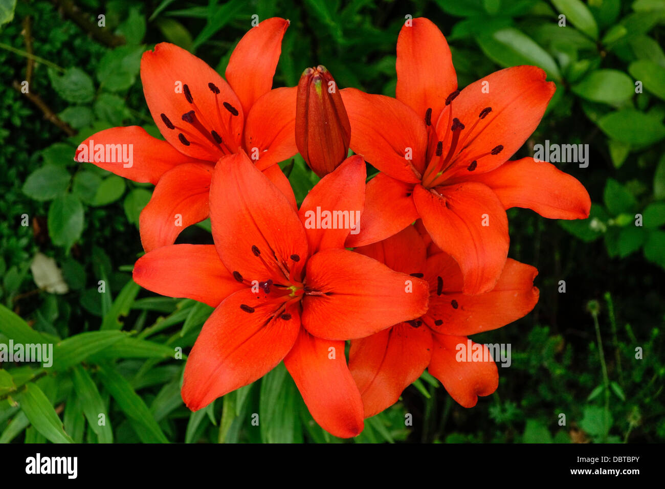 Red lilies hires stock photography and images Alamy