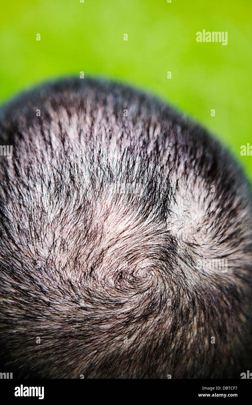 Man's head rear view hi-res stock photography and images - Alamy