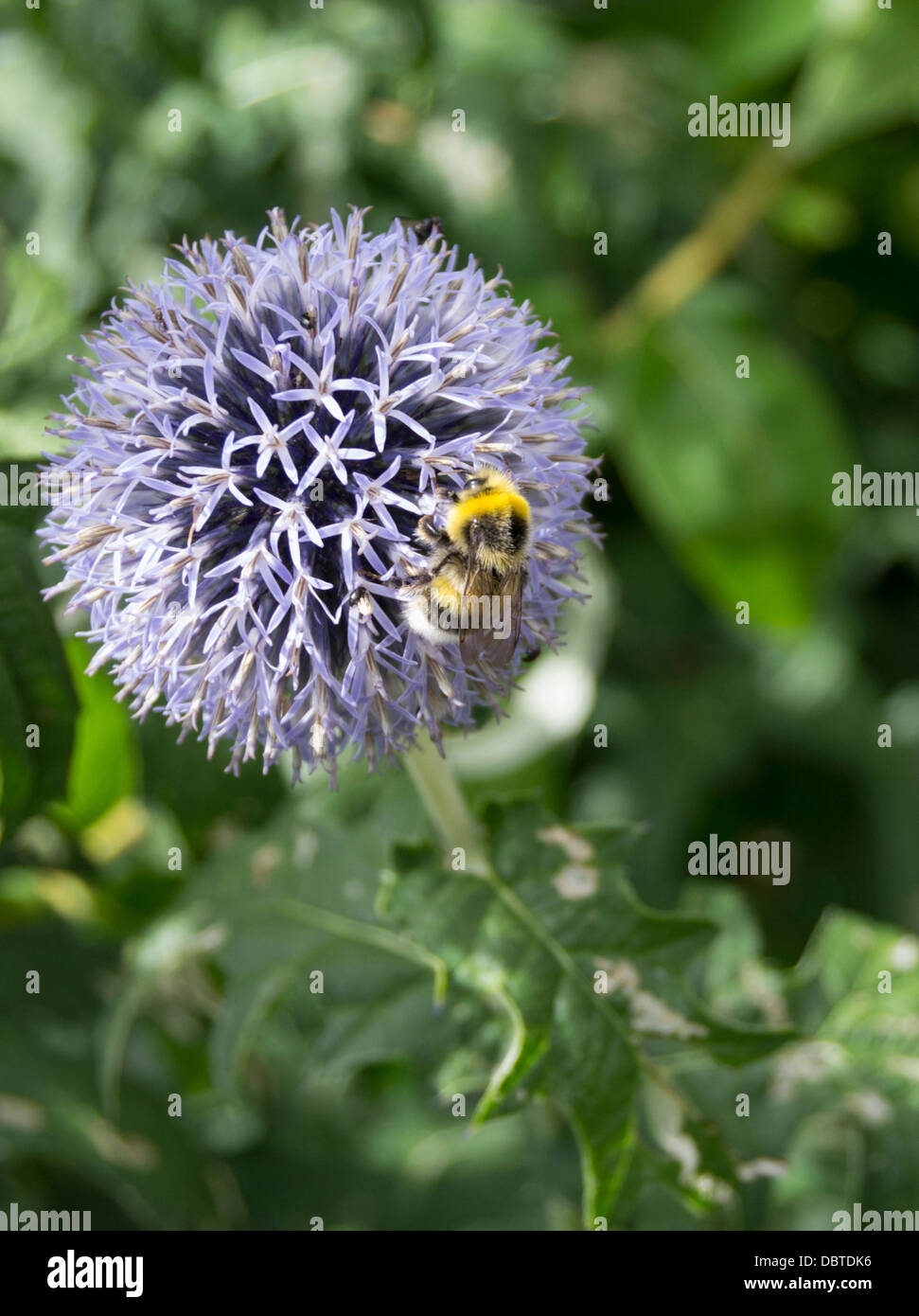 Allium Stellatum with honey bee Stock Photo