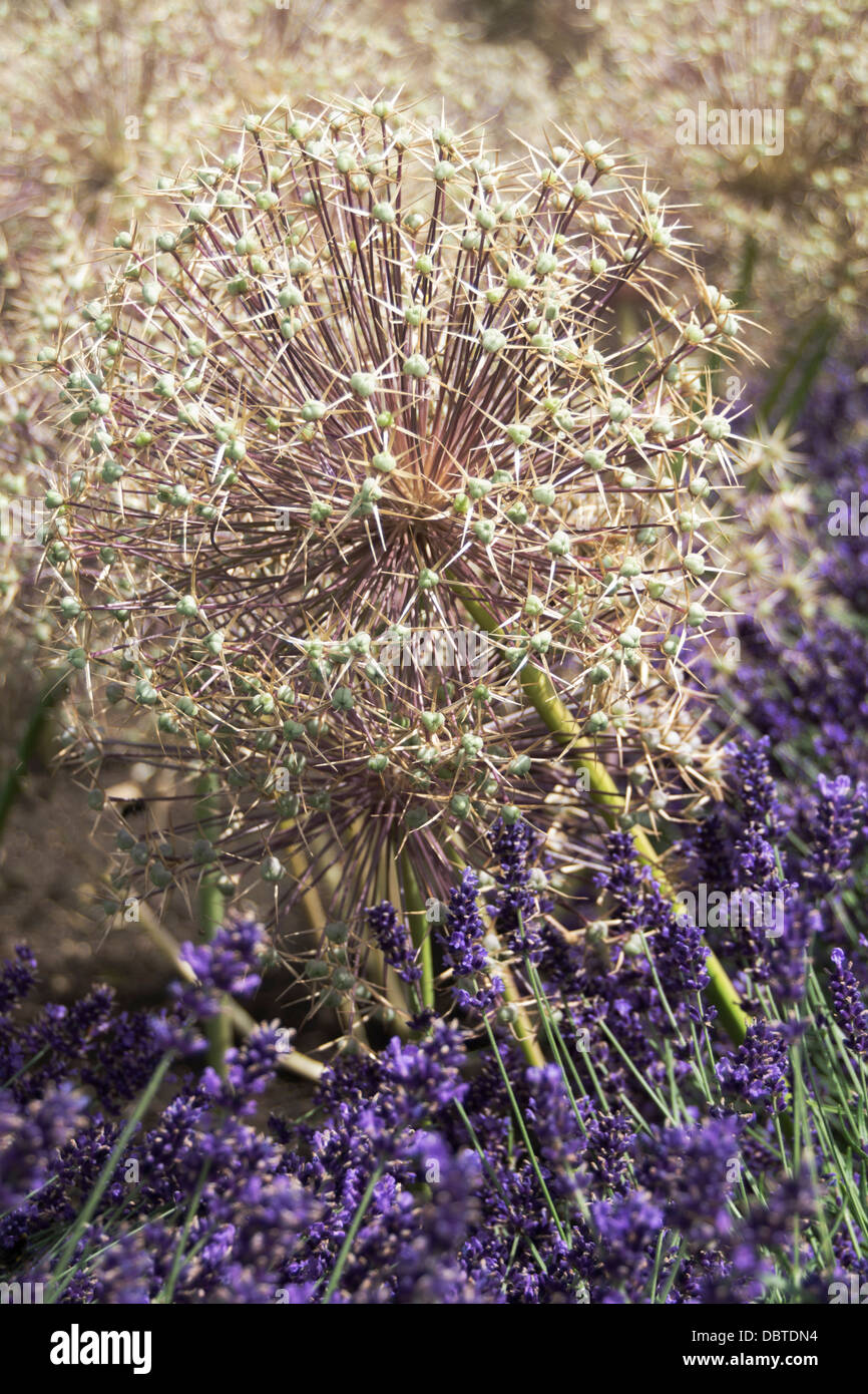Allium Stellatum with lavender Stock Photo