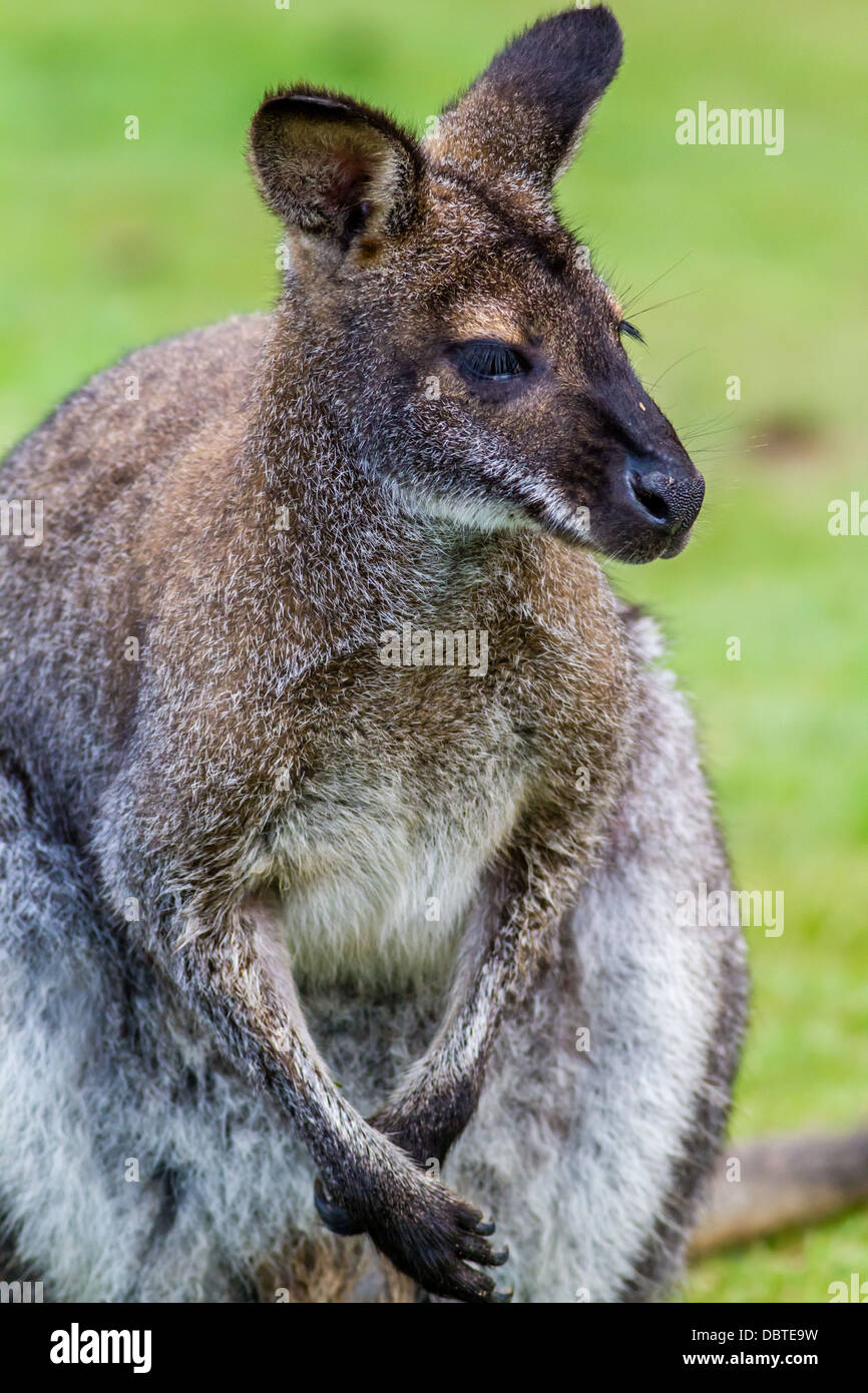 Wallaby portrait Stock Photo