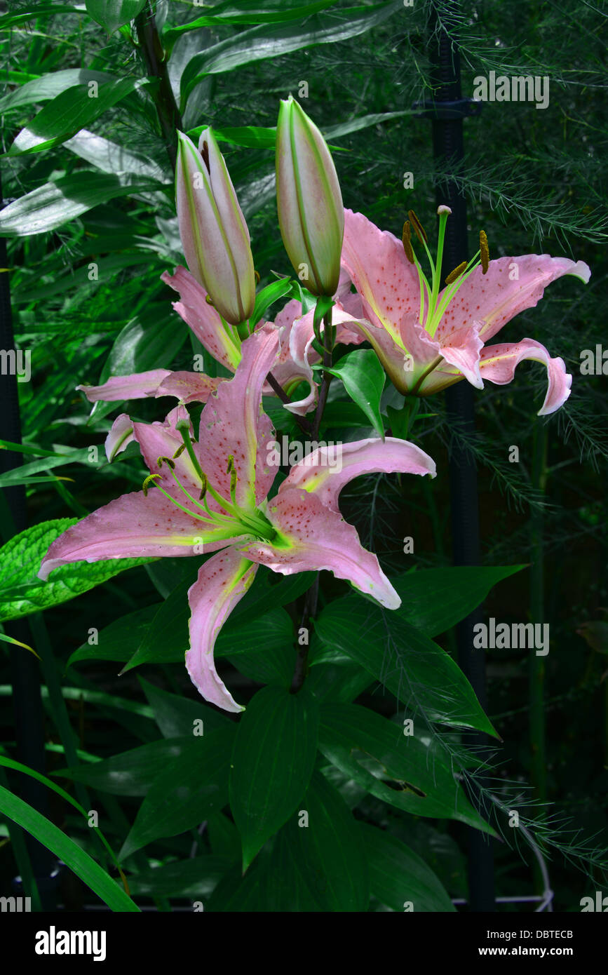 Lilys 'dolcetto' Stock Photo
