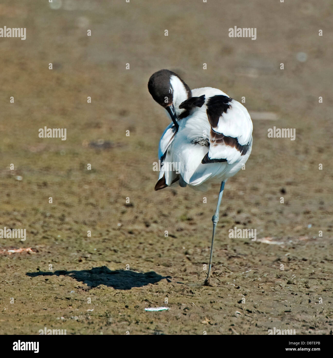 Avoset Recurvirostra, avosetta Stock Photo Alamy