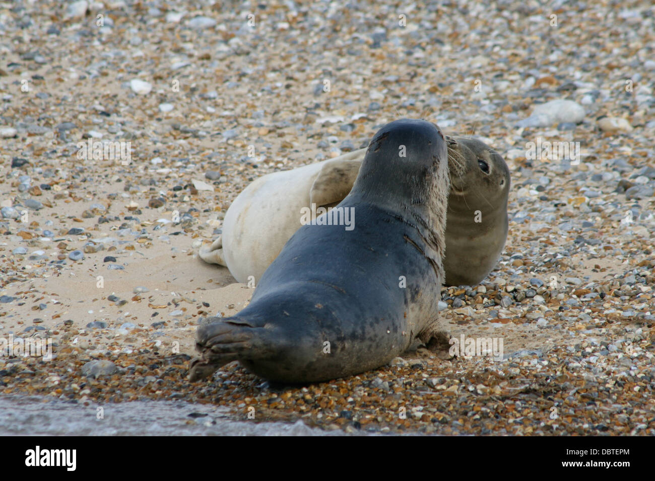 Kissing seals at Blakeney Point, Norfolk Stock Photo Alamy
