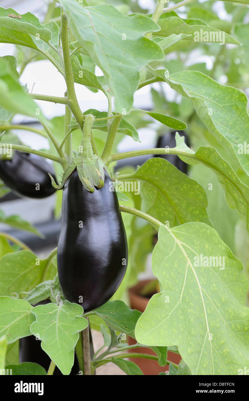 A aubergine plant also known as a eggplant ( originally comes from india sri lanka ) Solanum Melongena Stock Photo - Alamy