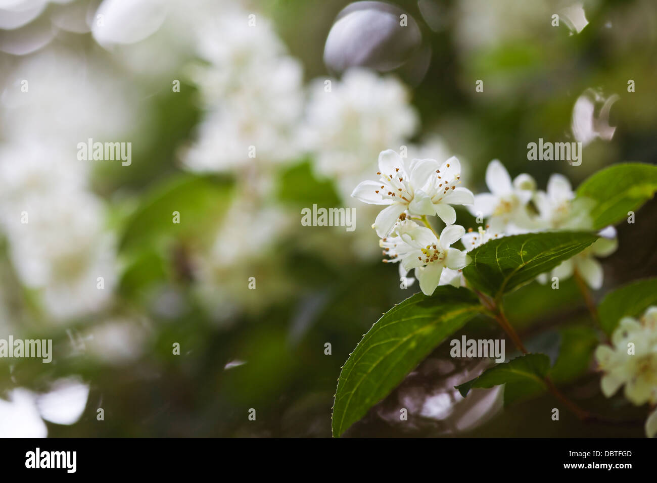 Beautiful fresh jasmine flowers in the garden, macro photography Stock