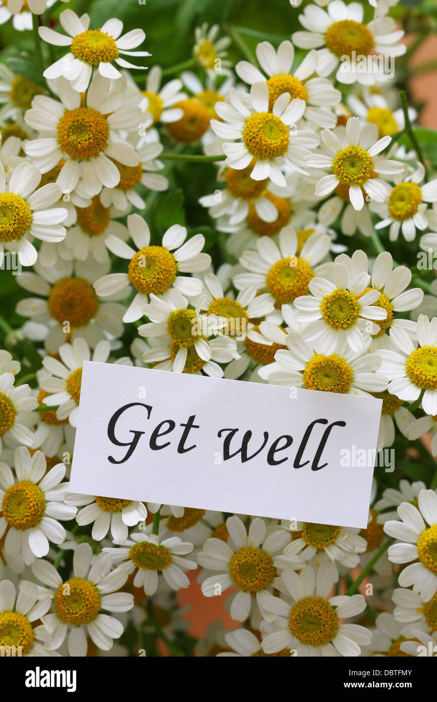 Get well note on chamomile flowers Stock Photo Alamy