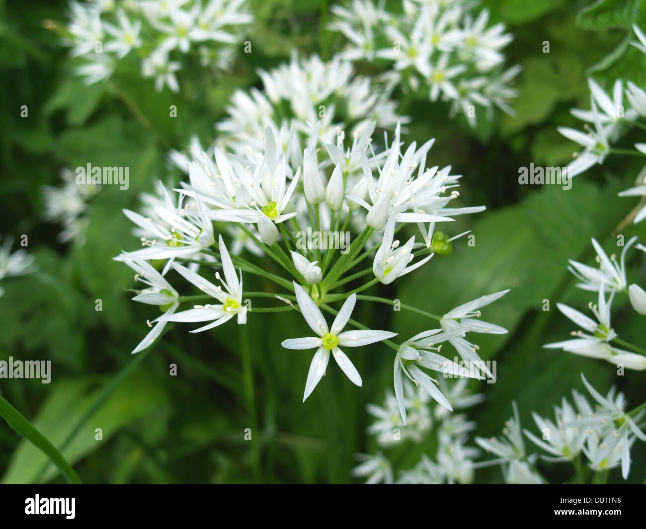 Allium ursinum ( Wild Garlic or Ramsons ) UK Stock Photo