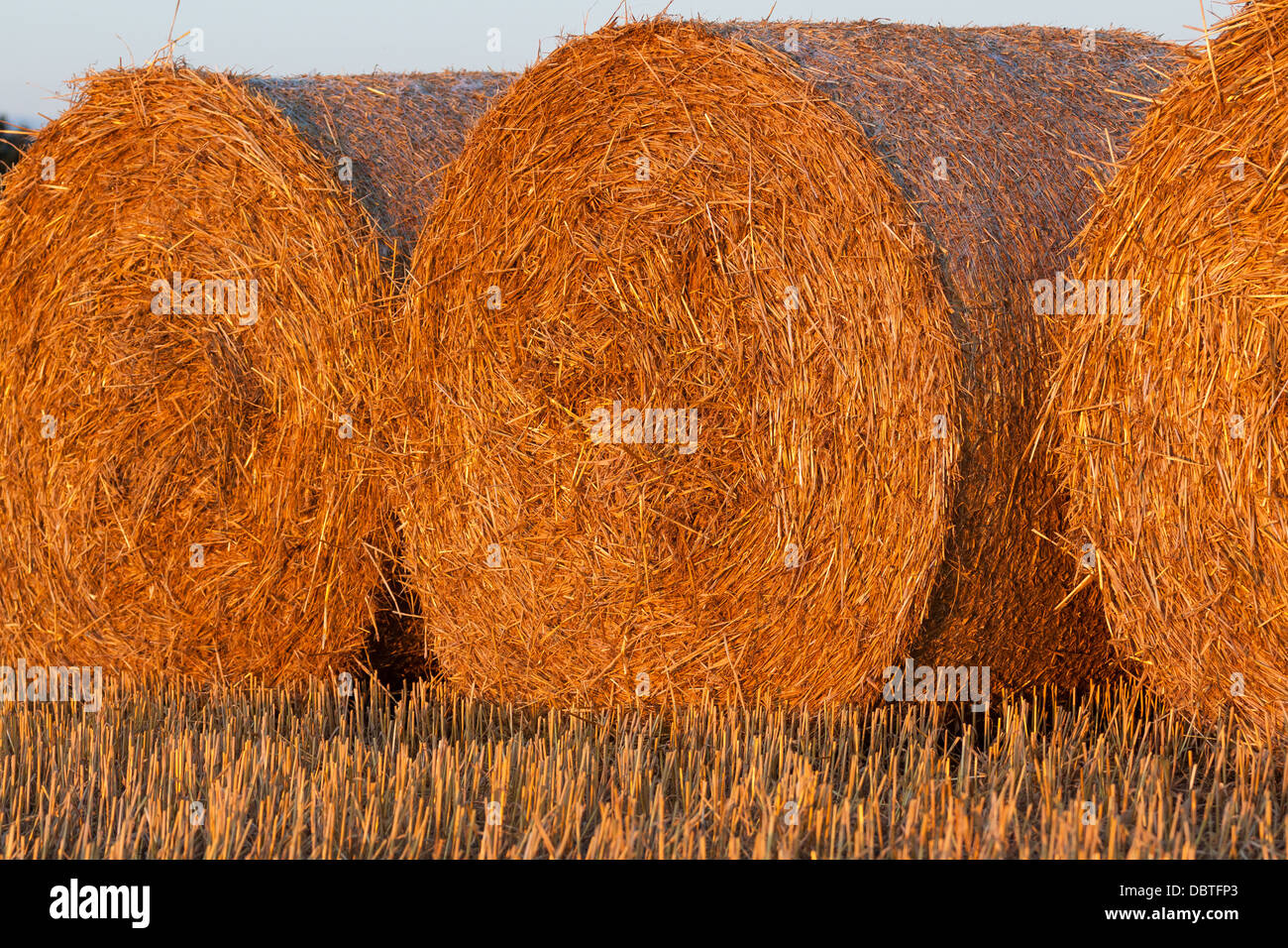 round bale of straw in the meadow, sunset Stock Photo Alamy