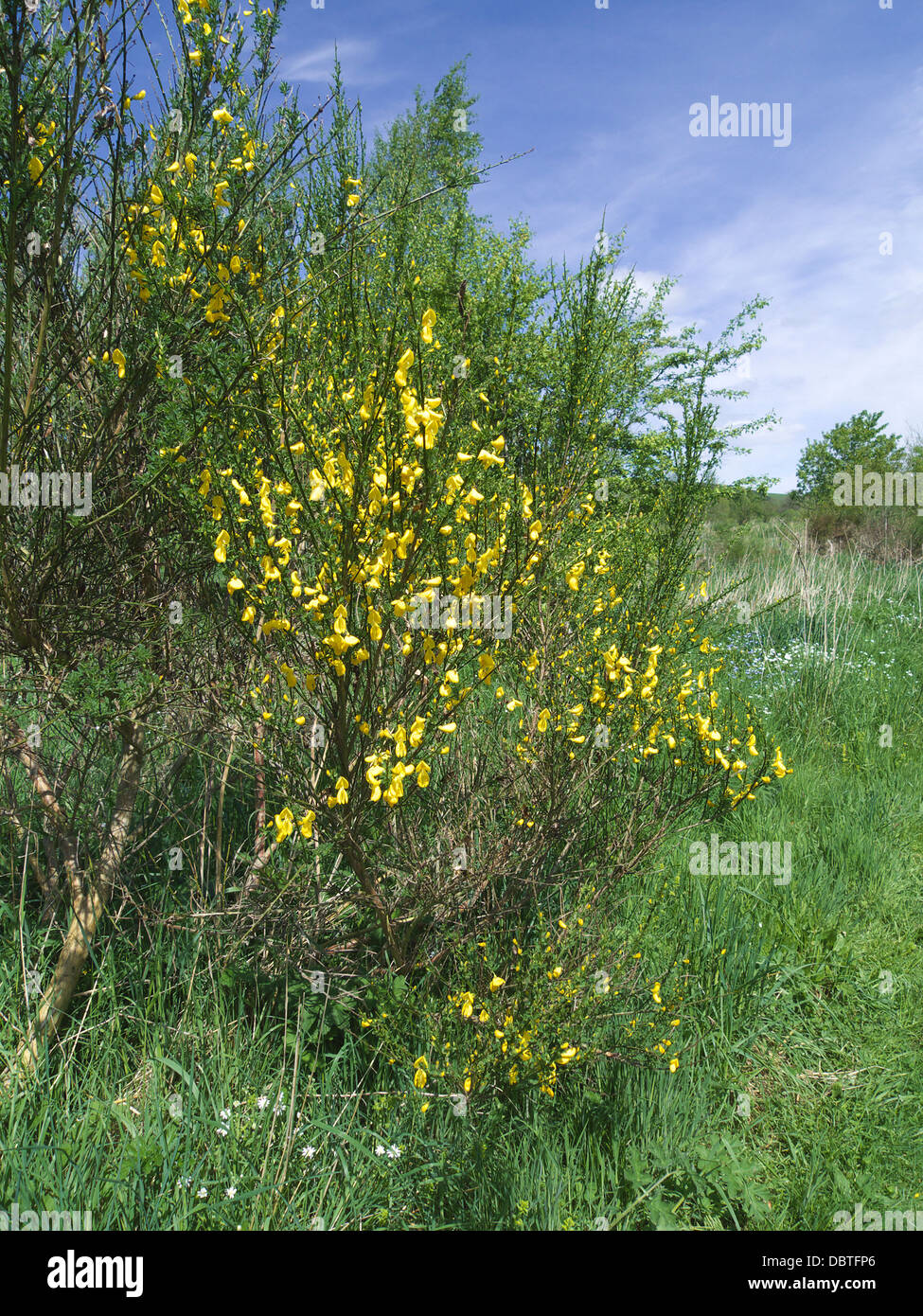 Sarothamnus scoparius ( Broom ) in Flower UK Stock Photo Alamy