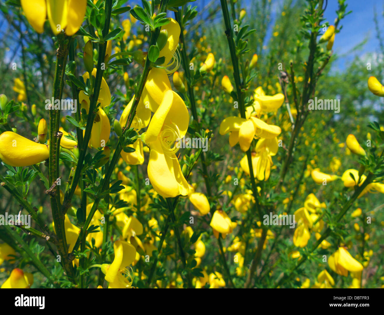 Sarothamnus scoparius ( Broom ) in Flower UK Stock Photo Alamy