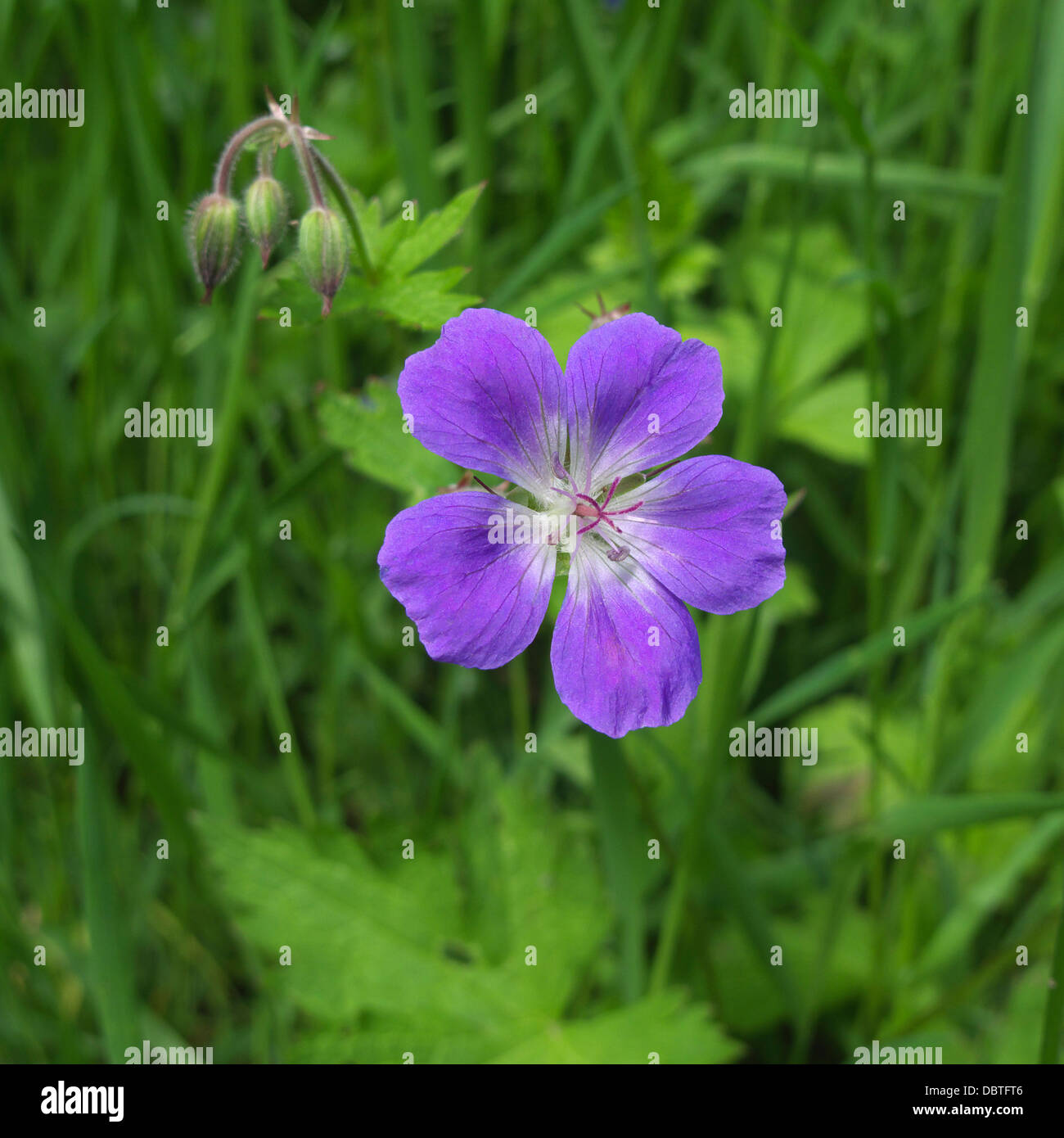 Geranium pratense ( Meadow Cranesbill ) UK Stock Photo