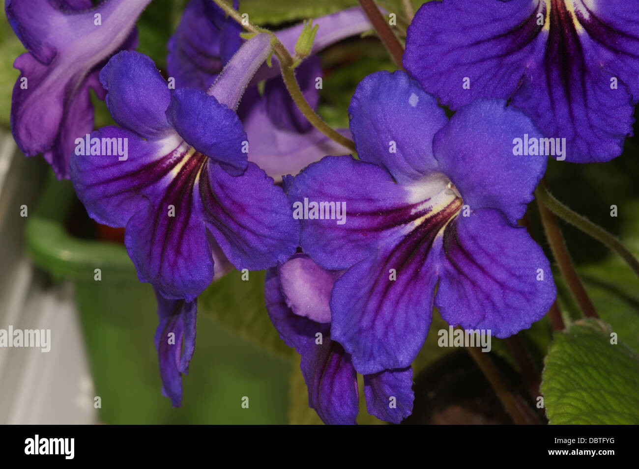 Streptocarpus 'Amanda' Stock Photo