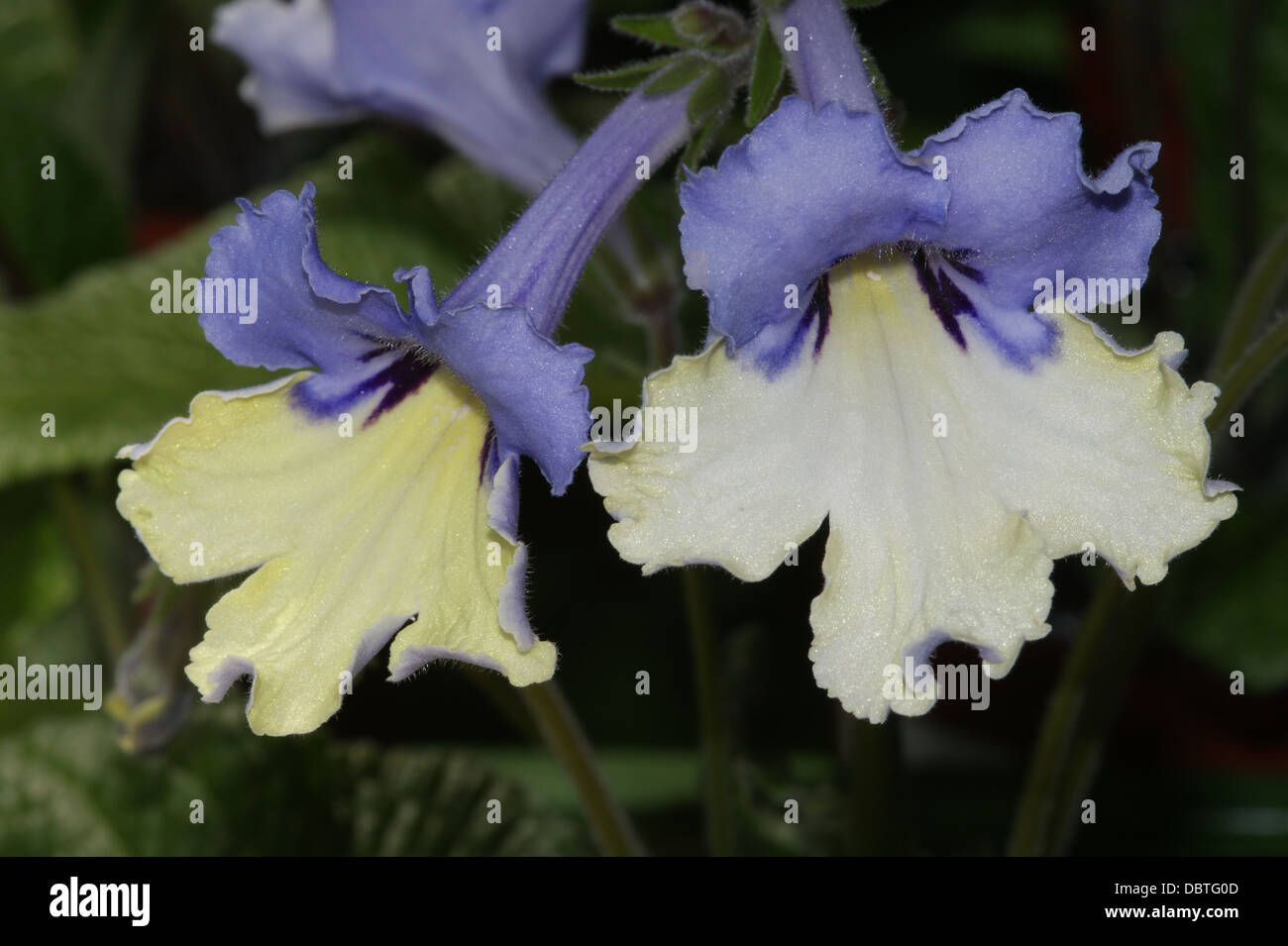Streptocarpus 'Harlequin Blue' Stock Photo