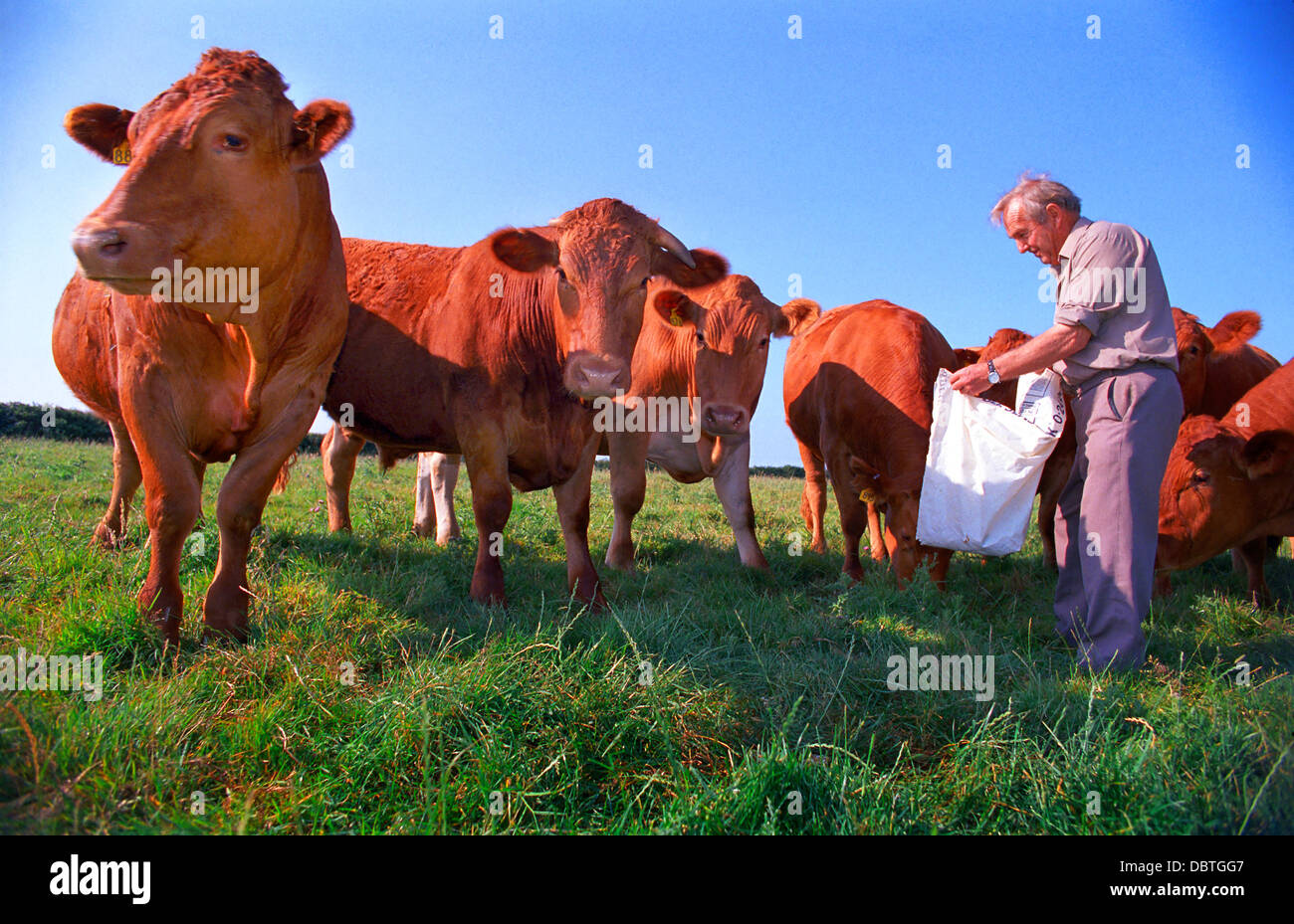 A farmer feeding his beef cattle Stock Photo - Alamy