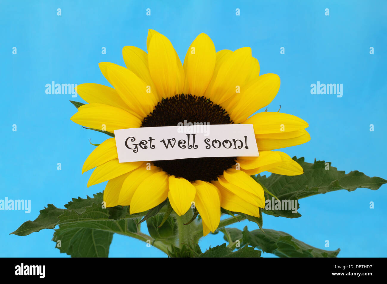 Get well soon note on sunflower Stock Photo