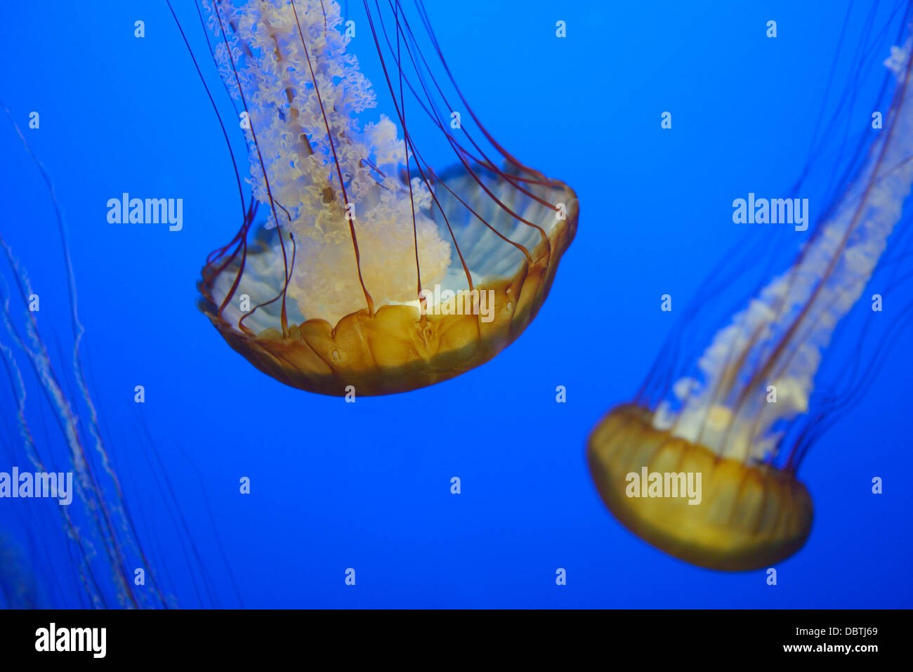 Pacific sea nettles, Chrysaora fuscescens, also known as West Coast nettles, native to the eastern Pacific Ocean. Stock Photo