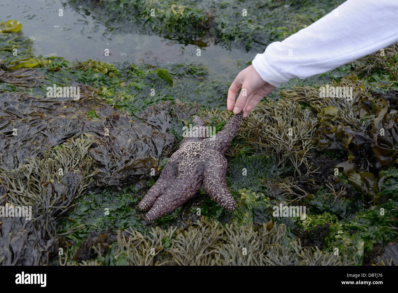 Teen girl tidepooling, with sea star, Point Lobos State Natural Reserve, CA Stock Photo