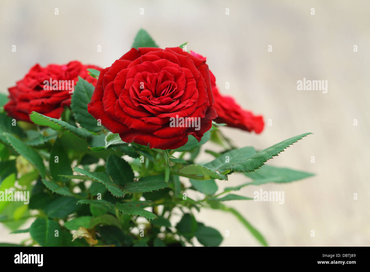 Wild red roses with copy space Stock Photo - Alamy