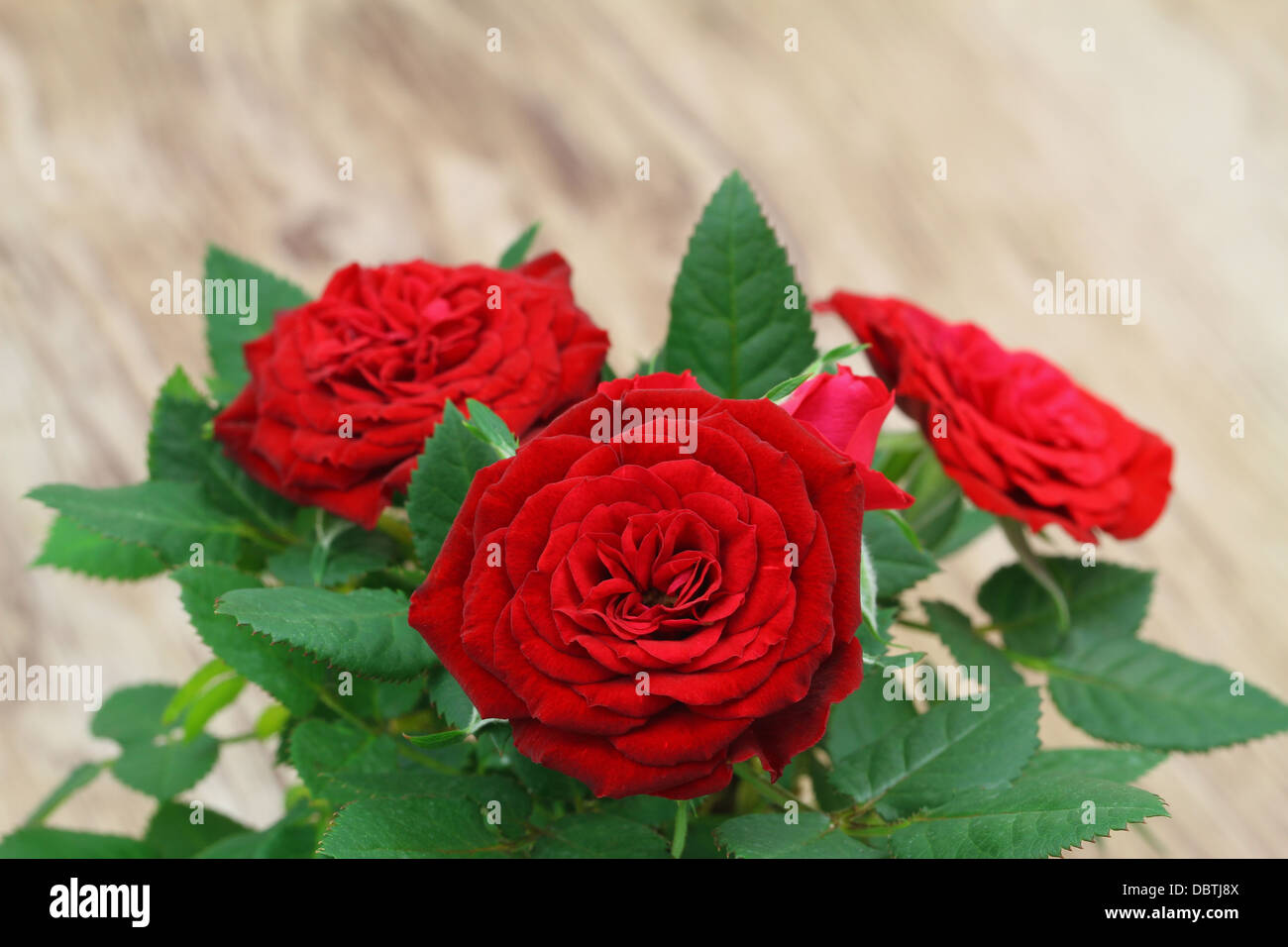 Wild red roses with copy space Stock Photo - Alamy