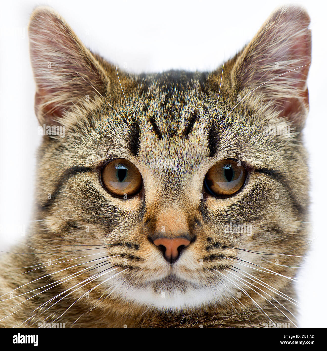 A closeup picture of a cat's face on a white background. Stock Photo