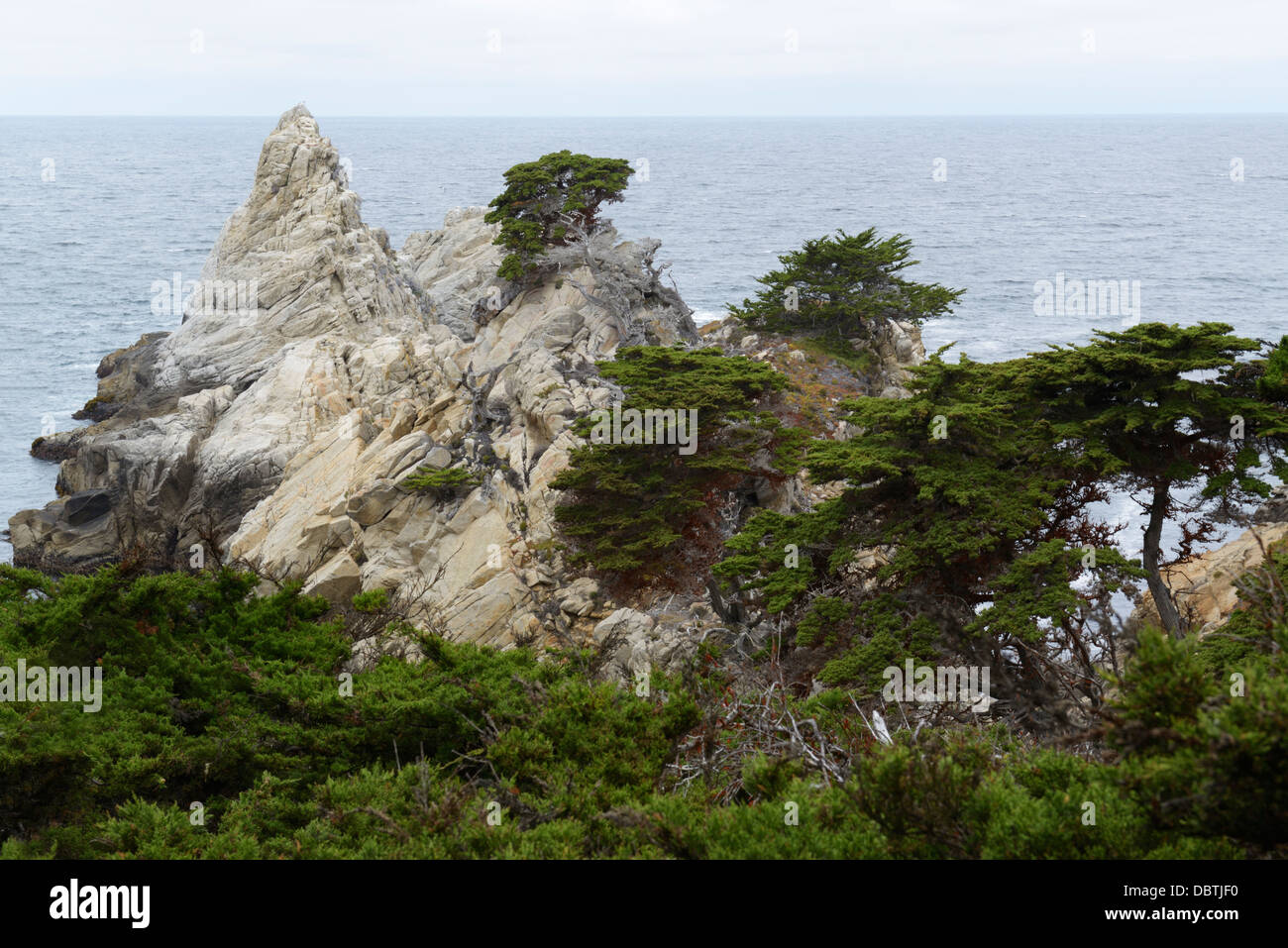 Cypress Grove, Point Lobos State Natural Reserve, CA Stock Photo