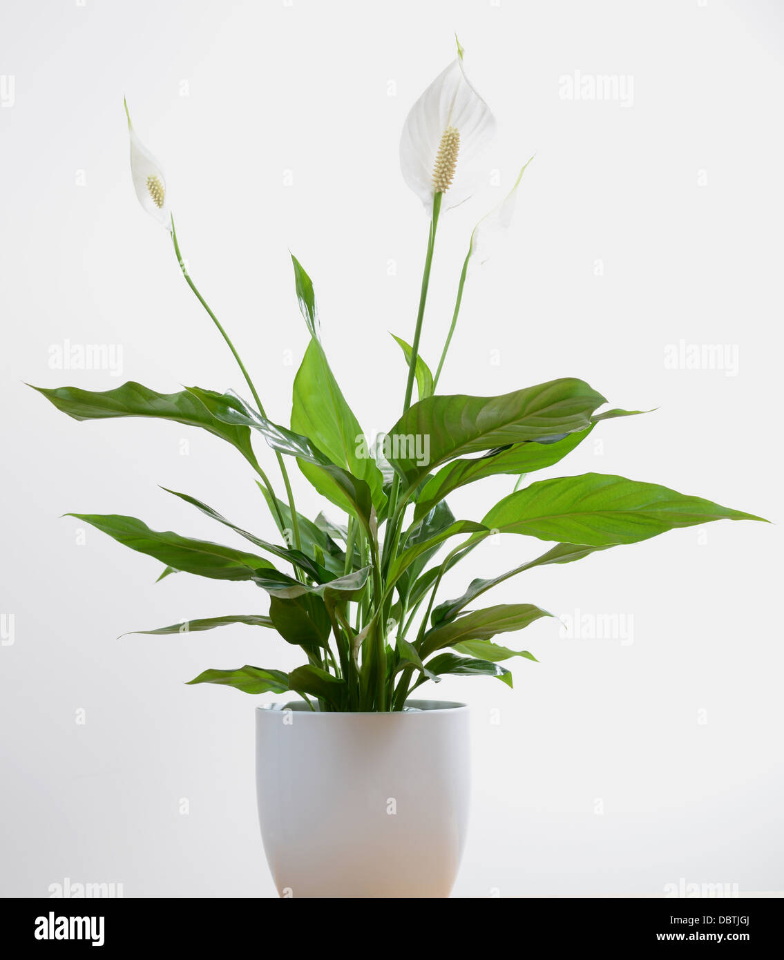 peace lilly potted houseplant Stock Photo