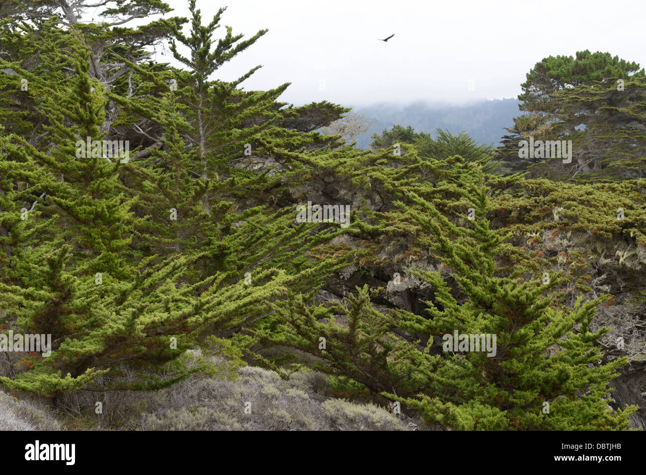 Monterey Cypress, Cupressus macrocarpa,  trees, Point Lobos State Natural Reserve, CA Stock Photo