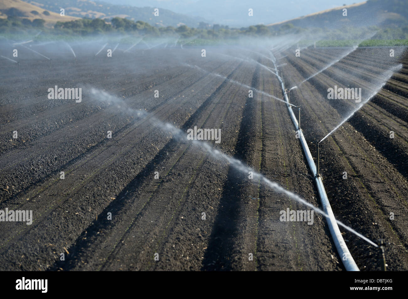 Watering young crops, Salinas Valley, central CA Stock Photo