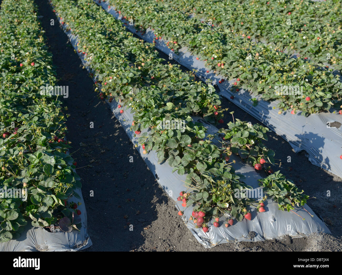 Rows of strawberry plants, Salinas Valley, central CA Stock Photo Alamy