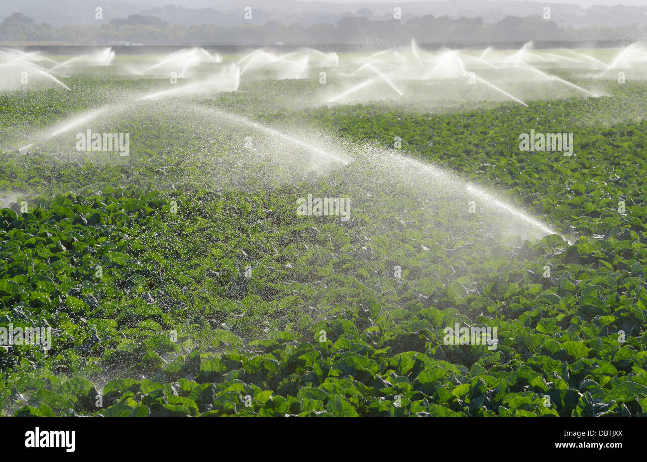 Watering crops, Salinas Valley, central CA Stock Photo