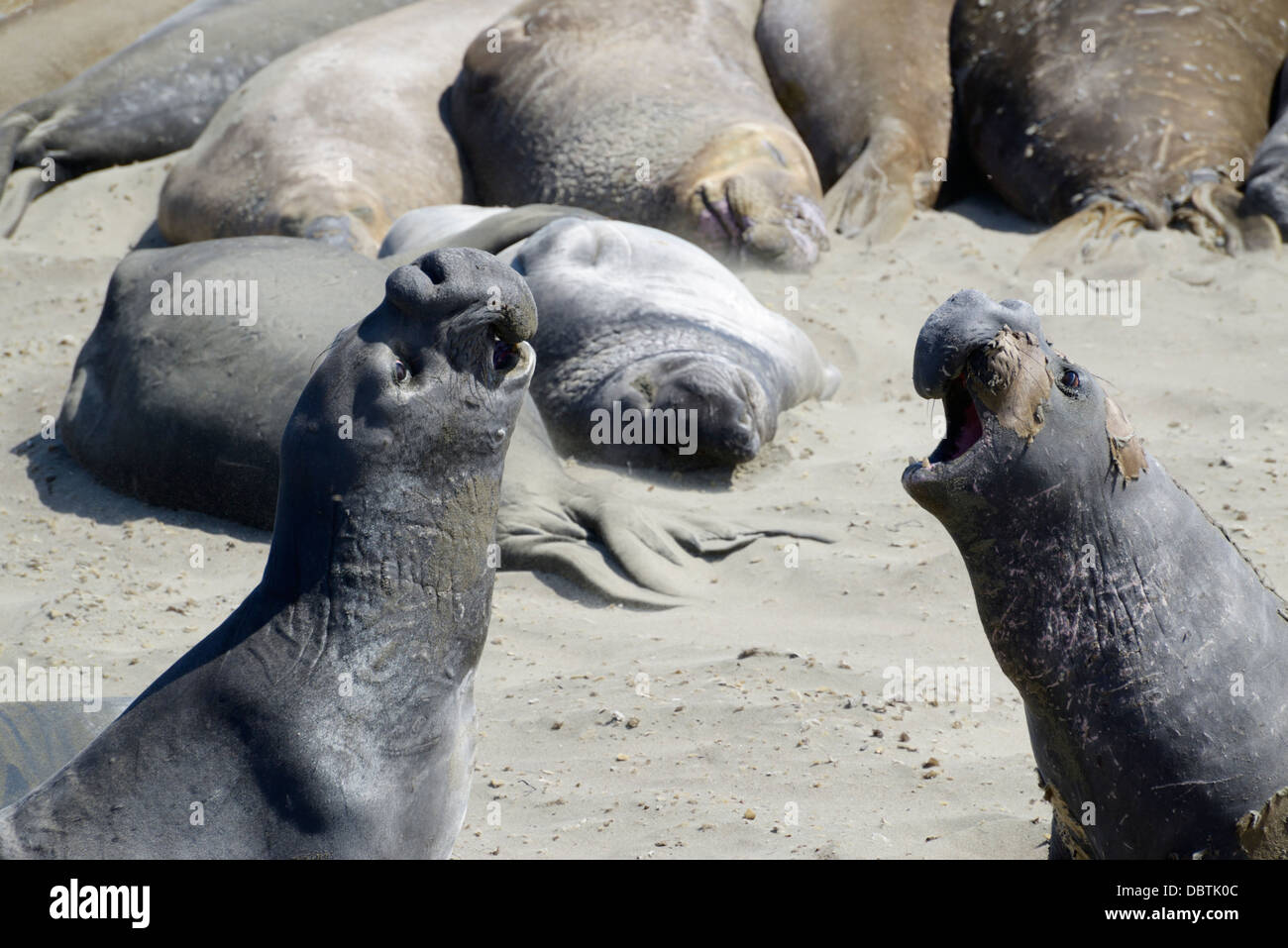 Northern elephant seals, Mirounga angustirostris, hauled out at Piedras Blancas beach, San Simeon, CA Stock Photo