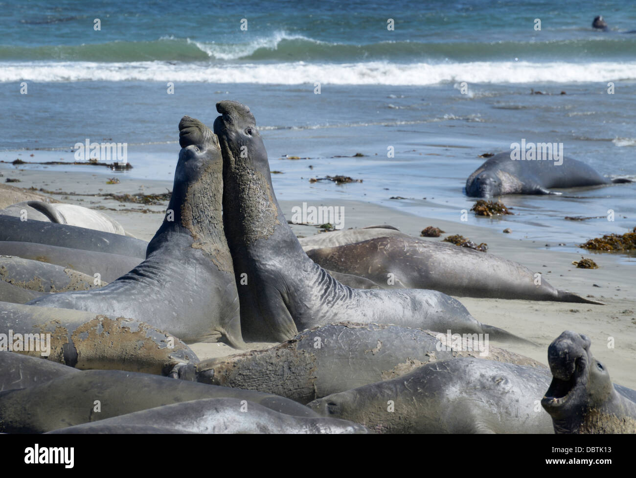 Northern elephant seals, Mirounga angustirostris, hauled out at Piedras Blancas beach, San Simeon, CA Stock Photo
