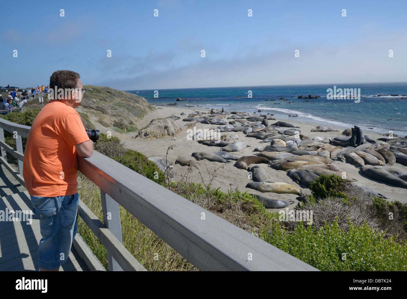 Person watching northern elephant seals, Mirounga angustirostris, hauled out at Piedras Blancas beach, San Simeon, CA Stock Photo