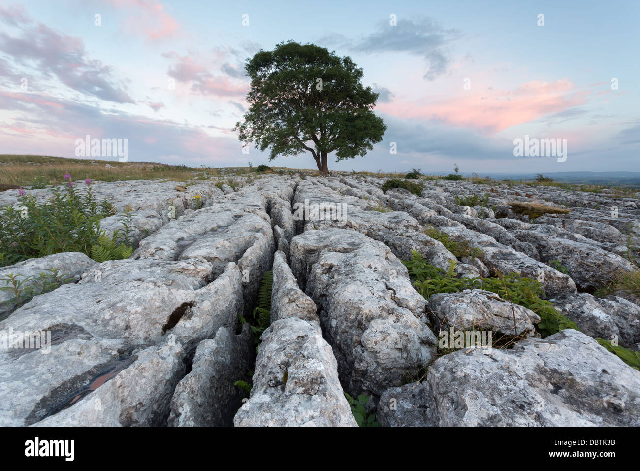 Lonelieness at dawn - the iconic Malham Ash growing through the limestone pavement in the Yorkshire Dales National Park Stock Photo