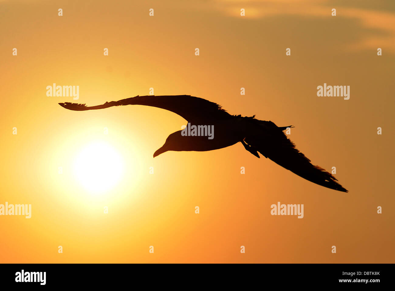 A silhouetted seagull flying at sunset. Stock Photo