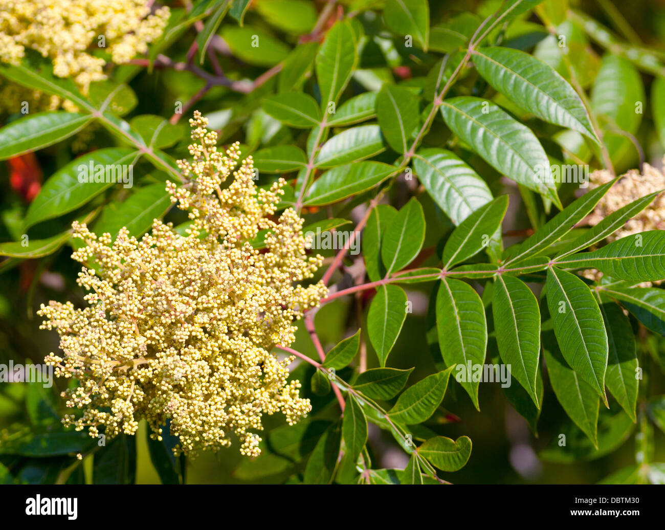 Winged Sumac bush (Rhus copallina) in bloom Stock Photo